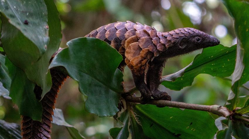 A long-tailed pangolin (Manis tetradactyla), listed in Appendix I of the Convention on International Trade in Endangered Species of Wild Fauna and Flora (CITES). Photo: Angiolo/Adobe Stock A long-tailed pangolin (Manis tetradactyla), listed in Appendix I of the Convention on International Trade in Endangered Species of Wild Fauna and Flora (CITES). Photo: Angiolo/Adobe Stock